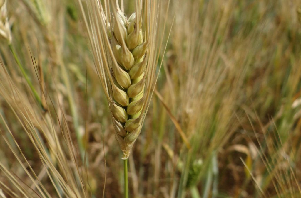 The Barley is Aviv Or the Barley is not Aviv. That is the question.