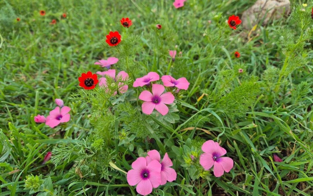 Final Barley Report for 2026 & Start of the 2nd Month