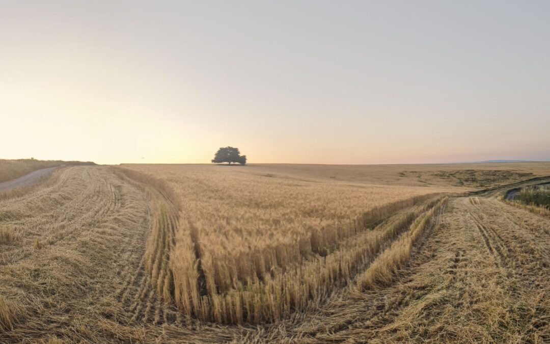 The 40 Days After Shavuot