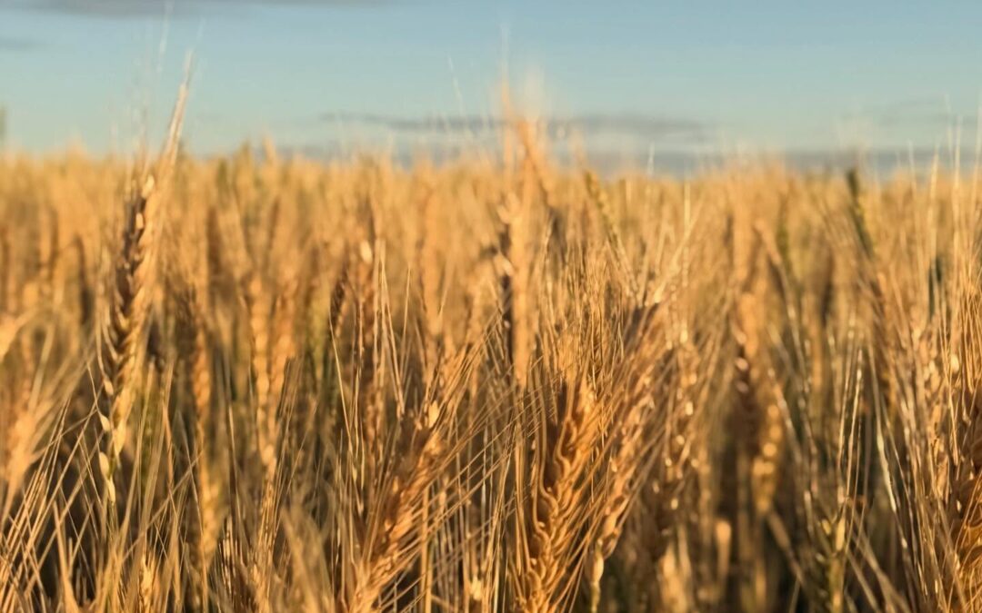 Few Will Enter-Shavuot