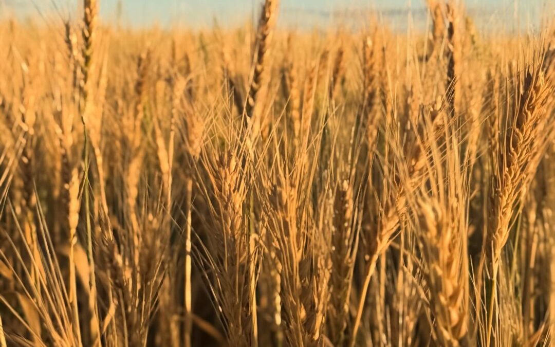 Few Will Enter-Shavuot