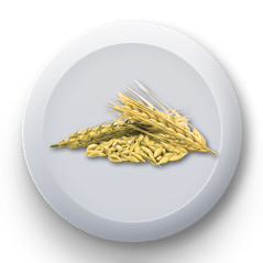 Ripe Barley